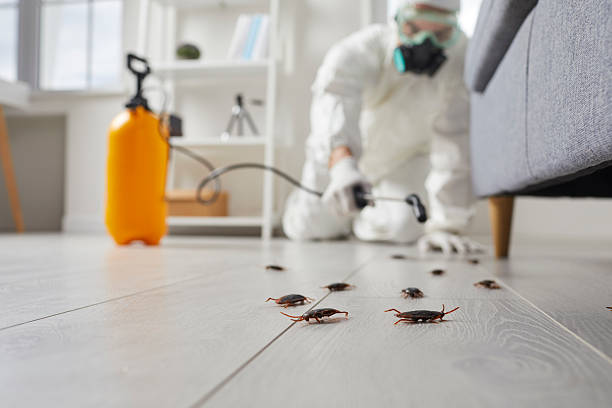 Affordable Termite Control solutions in Eagle Butte, SD